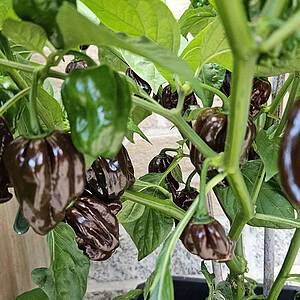 Habanero Chocolate - Seeds
