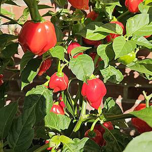 Habanero Red Savina - Seeds