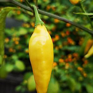Lemon Drop (Aji Lemon) – Zaden