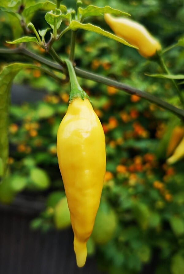 Lemon Drop (Aji Lemon) – Zaden