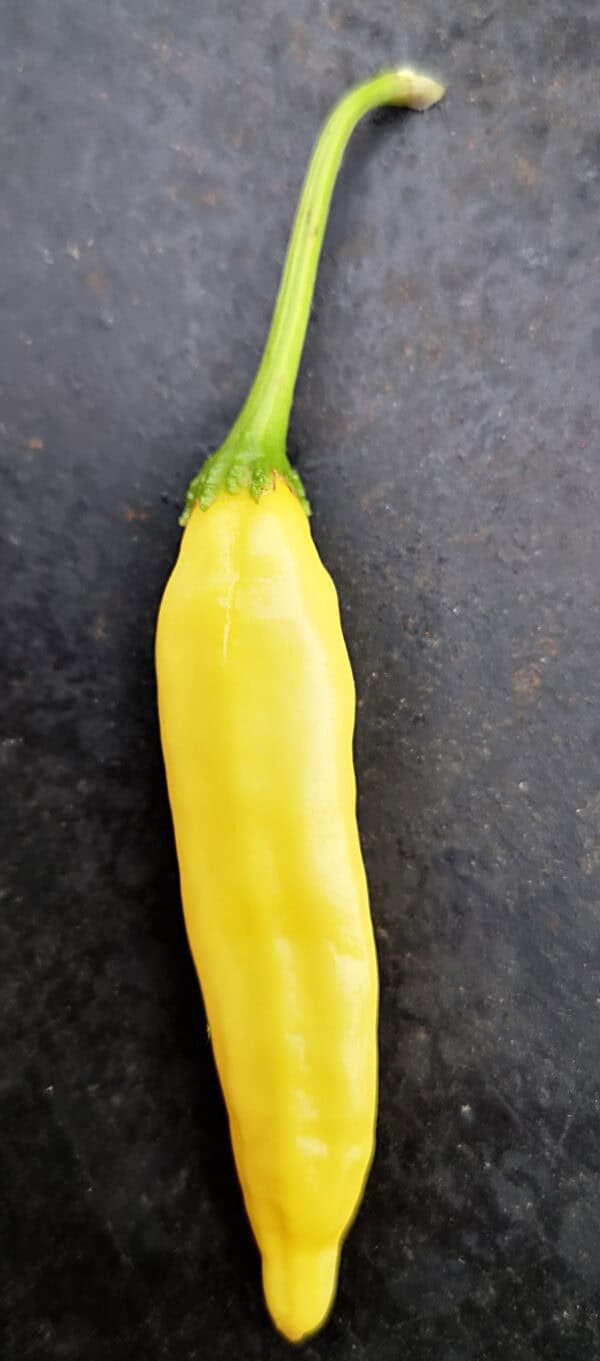 Lemon Drop (Aji Lemon) – Zaden - Afbeelding 2