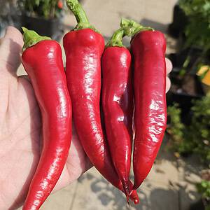 Pizza My Heart Pepper - Seeds