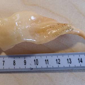 Sugar Rush Peach - Seeds