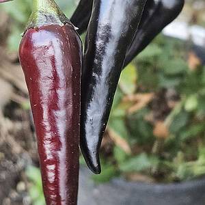 Guindilla Verde Dark Pheno - Seeds