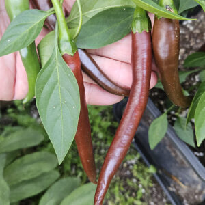 Cayenne Brown - Zaden