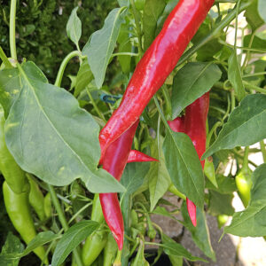 Cayenne Long Red Thick