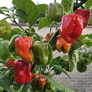 Habanero Red - Pepper Seeds