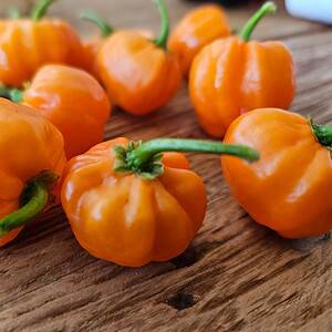 Orange Blob - pepper seeds
