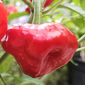 Scotch Bonnet - pepper seeds
