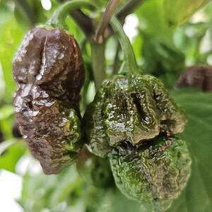 Apocalypse Scorpion Chocolate Zaden