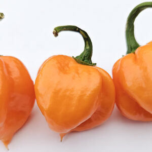 Bahamian Goat Pepper – Zaden