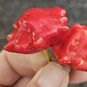 Brazilian Starfish Red - Seeds