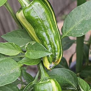 Bryan's (Fieri) Blood pepper - Seeds