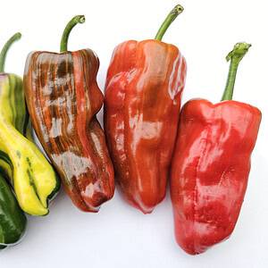 Bryan's Blood Rainbow - Seeds