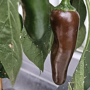 Chilhuacle Negro - Seeds