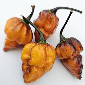 Dueling Horizon - Seeds