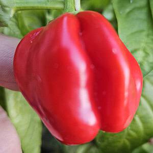 Habanero Nigeria - seeds
