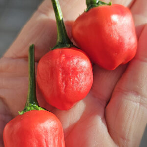 Malawi Peppadew – Zaden