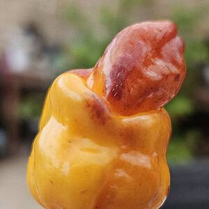 Pink Tiger × Moruga Yellow - Seeds