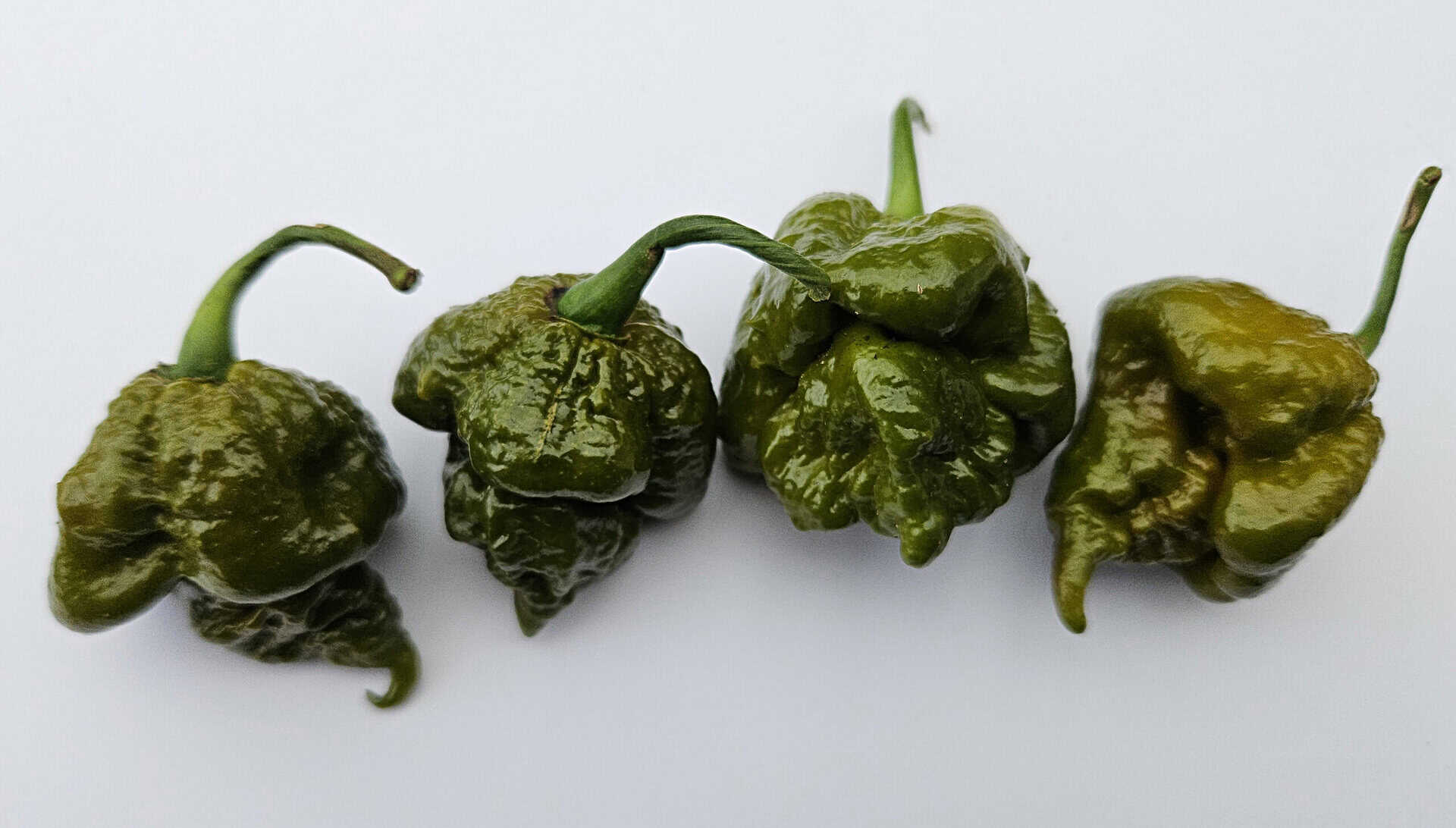 Cabanatuan Reaper Mustard - Zaden - Afbeelding 8