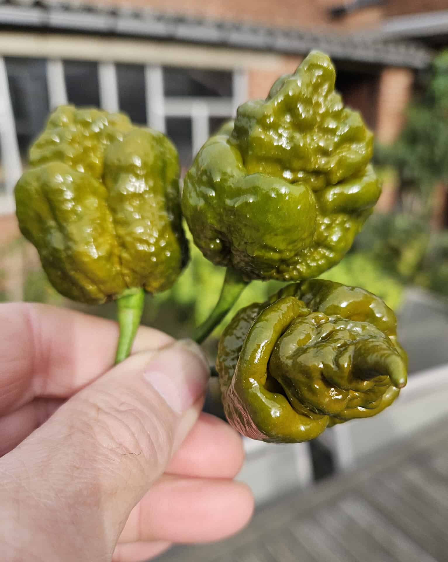 Cabanatuan Reaper Mustard - Zaden - Afbeelding 2