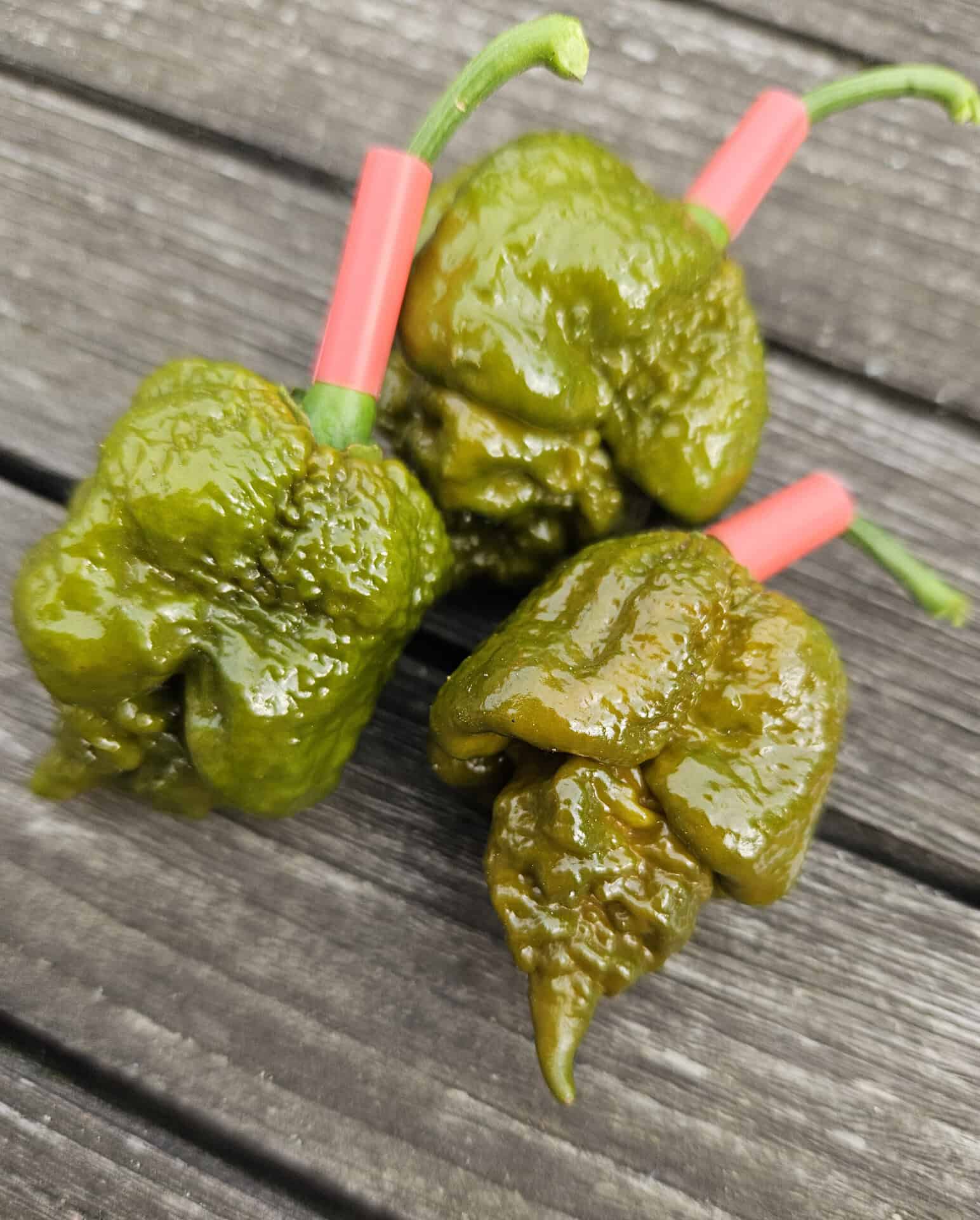 Cabanatuan Reaper Mustard - Zaden - Afbeelding 5