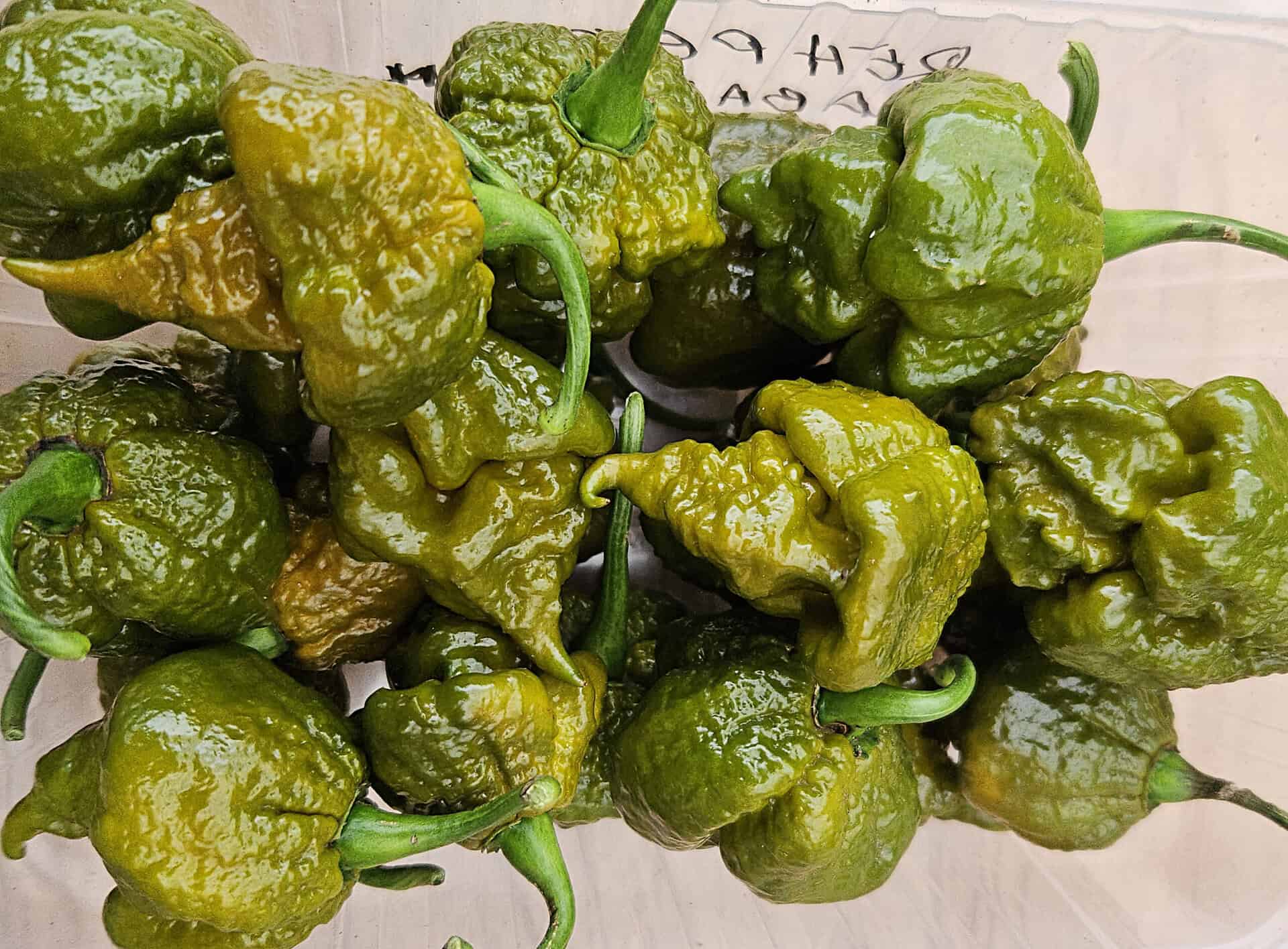 Cabanatuan Reaper Mustard - Zaden - Afbeelding 6