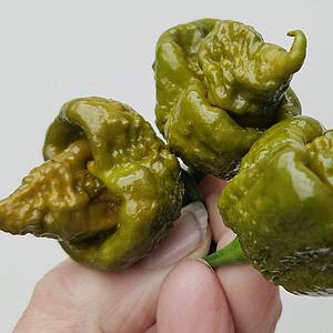 Cabanatuan Reaper Mustard - Seeds