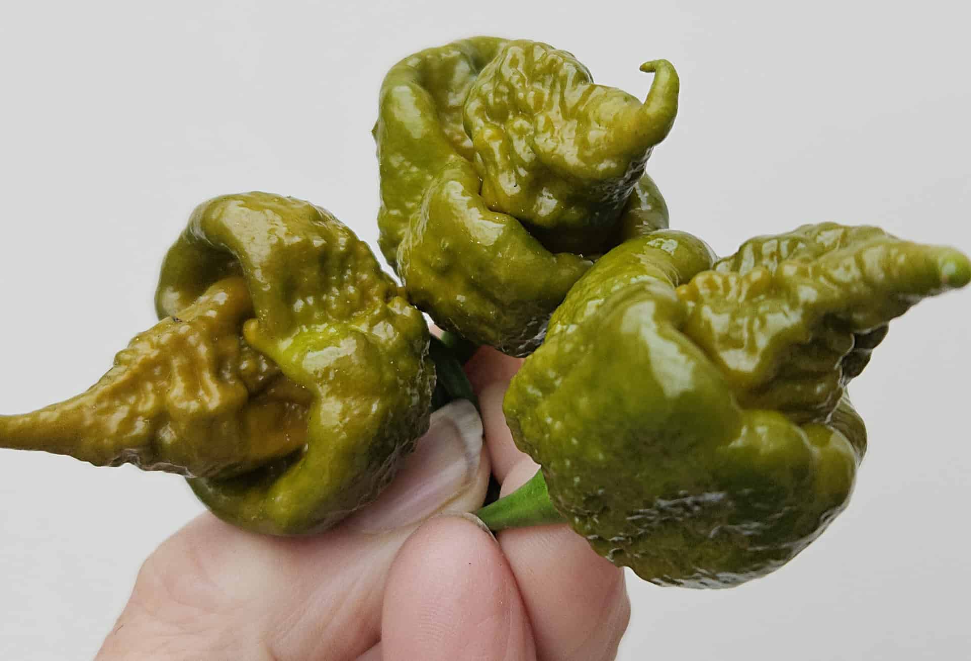 Cabanatuan Reaper Mustard - Zaden