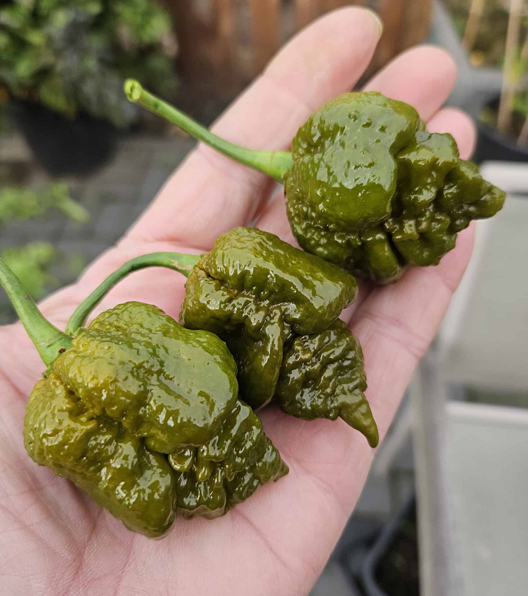 Cabanatuan Reaper Mustard - Zaden - Afbeelding 4