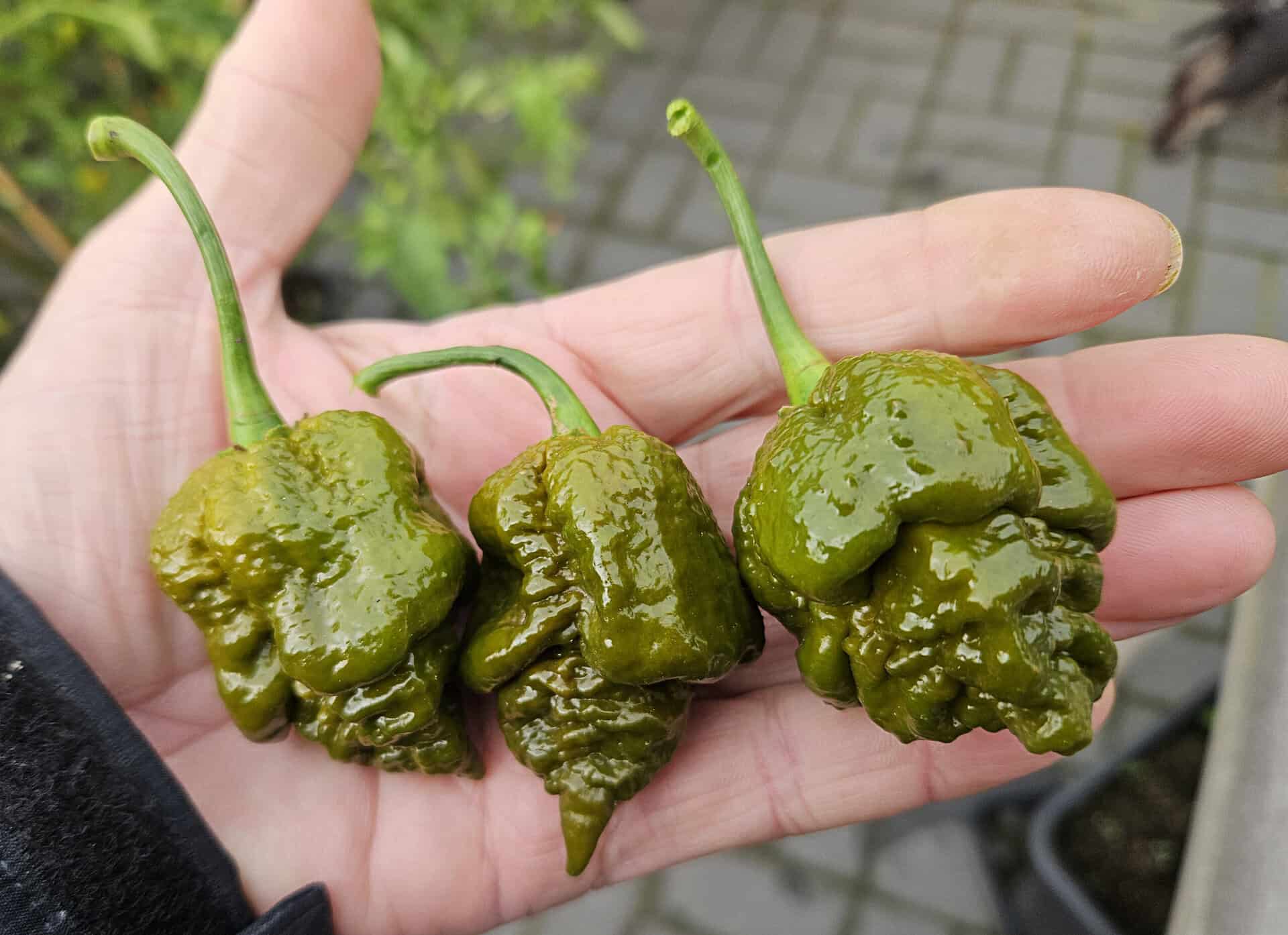 Cabanatuan Reaper Mustard - Zaden - Afbeelding 3