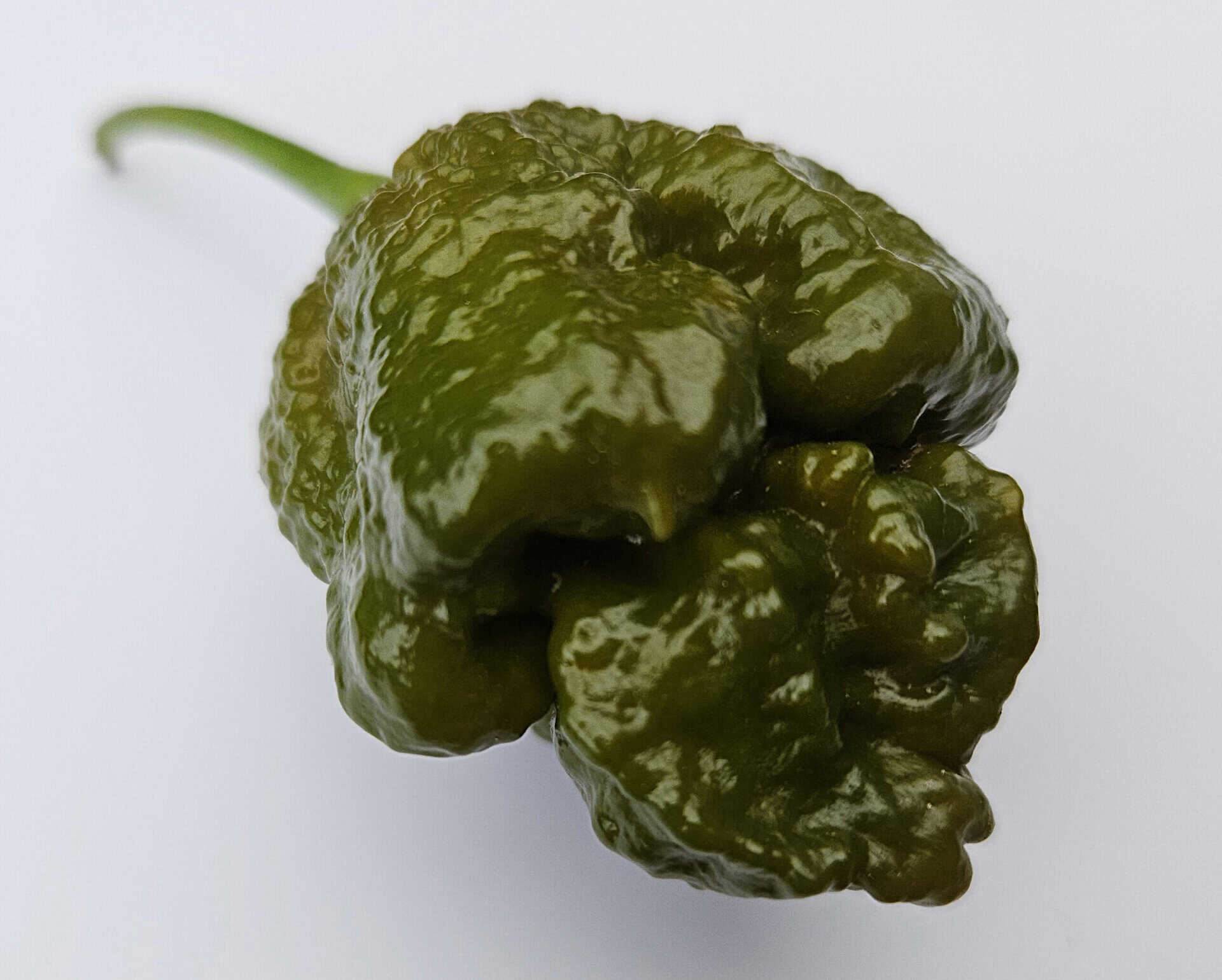 Cabanatuan Reaper Mustard - Zaden - Afbeelding 7