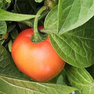 Rocoto Puna Pica Orange - Pepper seeds