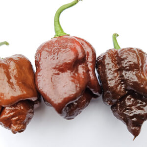 Sepia Serpent – Zaden