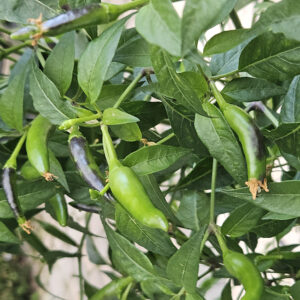 Thai Dragon – Zaden