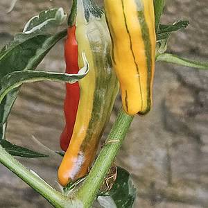 Tiger Thunder - Seeds