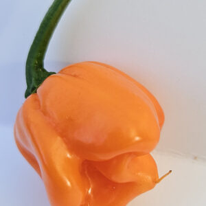 White Ghost × Orange Carolina Reaper – Zaden