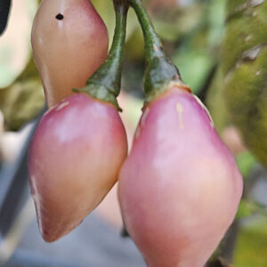 Chupetinho Pink – Zaden