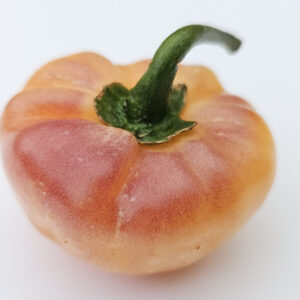 Fairytale Cachucha – Zaden