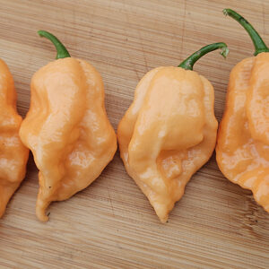 Jay’s Peach Ghost Scorpion – Zaden