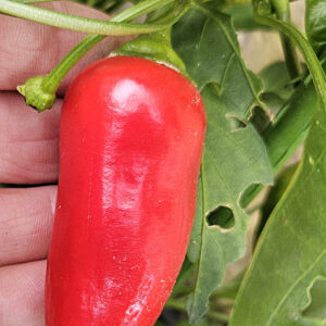 Jalapeño Giant – Zaden