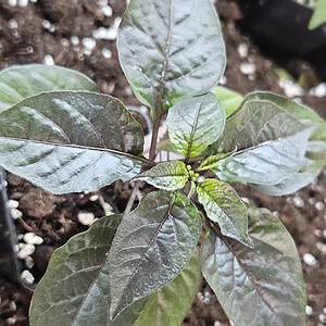Purple UFO - Young pepper plant