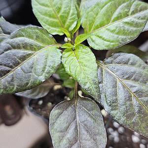 Black Maya - Young pepper plant