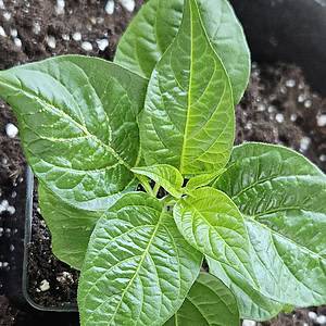 Aji Chombo - Young pepper plant