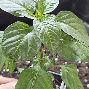 Purple Pumpkin - Young pepper plant