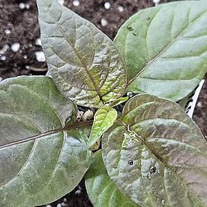 Purple Death - Young Pepper Plant