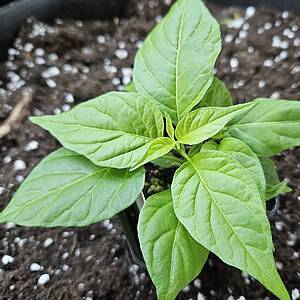 Fairytale Cachucha - Young pepper plant