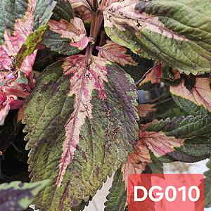 Coleus DG010 – Kleurrijke explosie van roze, crème en diep groen!