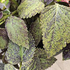 Coleus DG011 – Groene bladeren met mystieke paarse tekening!