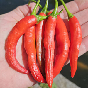 Red chili pepper